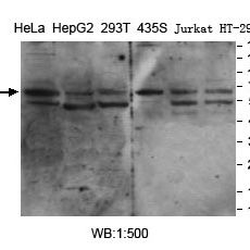 DTX2 Antibody