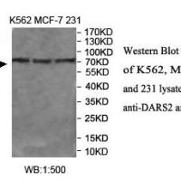 DARS2 Antibody