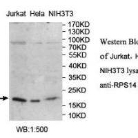 RPS14 Antibody