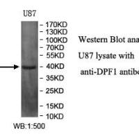 DPF1 Antibody