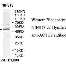 ACTG2 Antibody