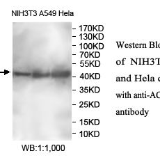 ACTG1 Antibody