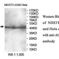 ACTG1 Antibody