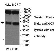 UBXN6 Antibody