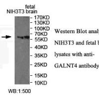 GALNT4 Antibody