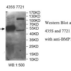 BMP15 Antibody
