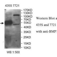 BMP15 Antibody