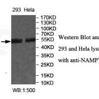 NAMPT Antibody
