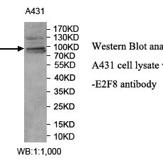 E2F8 Antibody