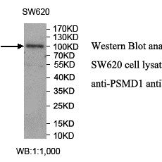 PSMD1 Antibody
