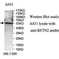 RFTN2 Antibody