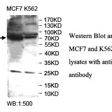 RNF19B Antibody
