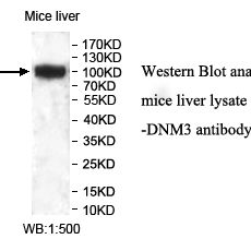 DNM3 Antibody