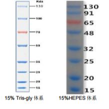 15-130kDa双色预染蛋白Marker.15, 20, 25, 35, 50, 70, 100, 130 kDa