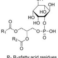 97281-52-2/	 L-α-磷脂酰肌醇 ,	50%,from Glycine max (soybean)