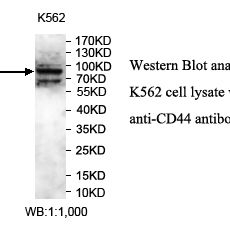 CD44 Antibody