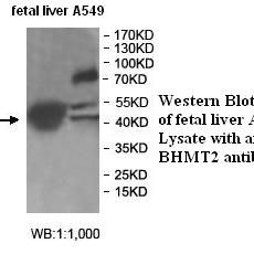 BHMT2 Antibody
