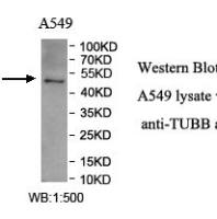 LTF Antibody