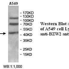 BZW2 Antibody