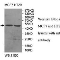 SERGEF Antibody
