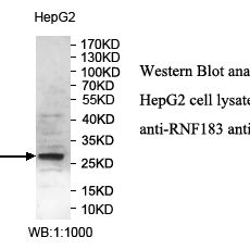 RNF183 Antibody