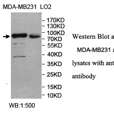 SEMA3G Antibody