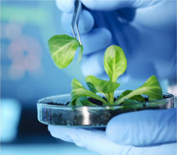 植物组织分离和升级版植物快速PCR方案