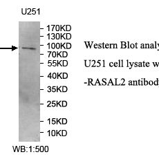RASAL2 Antibody