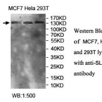 SLK Antibody