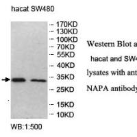 NAPA Antibody