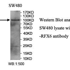 RFX6 Antibody
