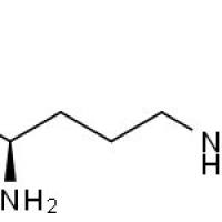 13594-51-9/	 D-瓜氨酸,	99%
