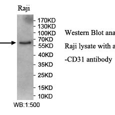 CD31 Antibody
