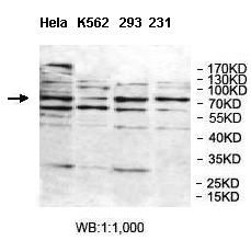BAHD1 Antibody