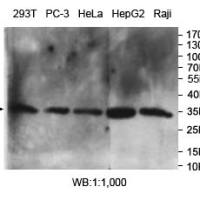 PSMA1 Antibody