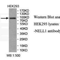 NELL1 Antibody