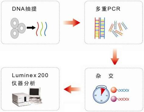 PAX-2 mRNA原位杂交试剂盒100T/盒
