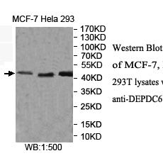 DEPDC6 Antibody