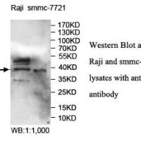 PTER Antibody