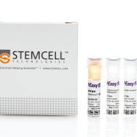 EasySep™人B细胞富集试剂盒II（不去除CD43)