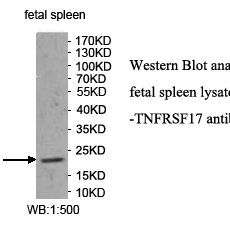 TNFRSF17 Antibody