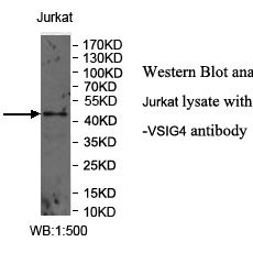 VSIG4 Antibody