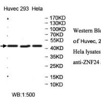 ZNF24 Antibody