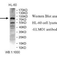 ELMO1 Antibody