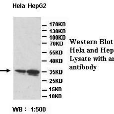 ATP5C1 Antibody