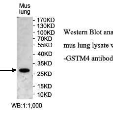 GSTM4 Antibody