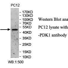 PDK1 Antibody