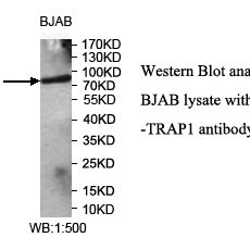 TRAP1 Antibody