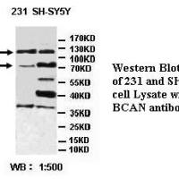 BCAN Antibody