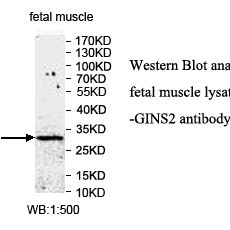 GINS2 Antibody产品图